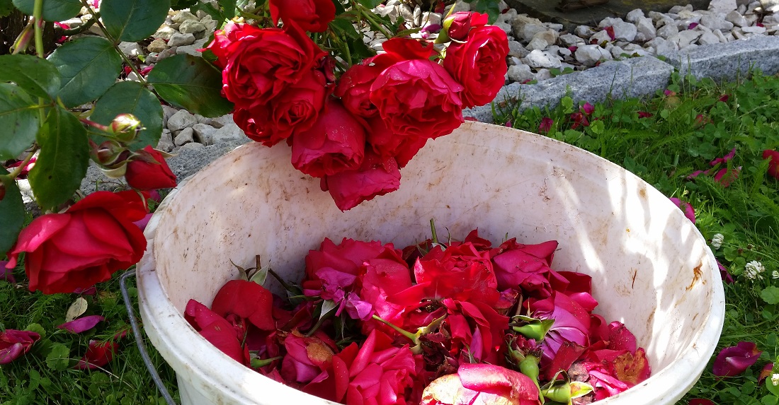 Wer keine "selbstputzenden" Rosen hat, sollte täglich Verblühtes abschneiden © Gartenradio.fm