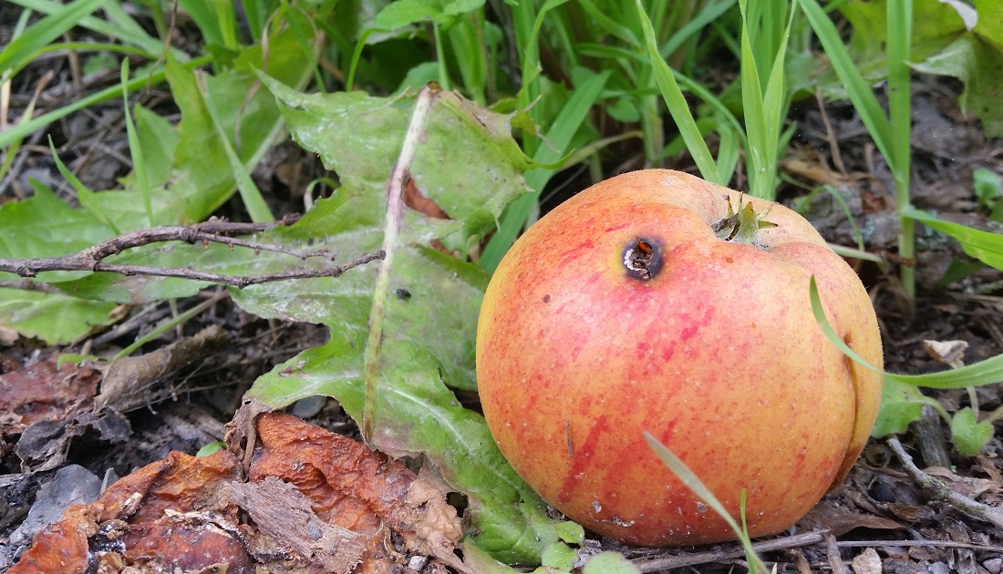 Ist der Apfel reif, wenn er dem Wurm schmeckt? © GartenRadio.fm