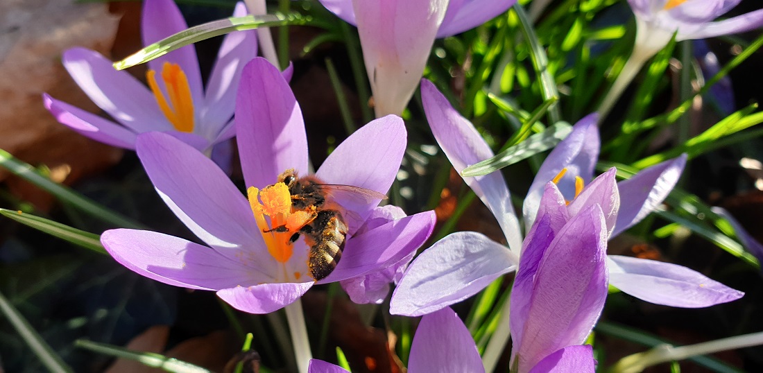 Über Frühjahrsblüher freuen sich auch die Bienen © GartenRadio.fm