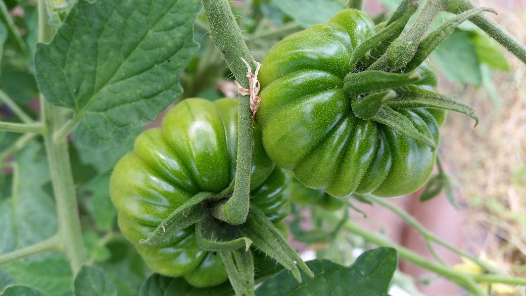 Wie erkennt man, wann eine grüne Tomate reif ist? © GartenRadio.fm