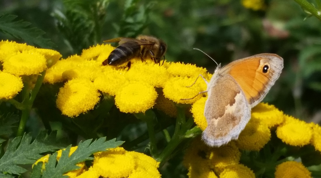 Der wilde Rainfarn liefert Futter für Bienen und Schmetterlinge © Gartenradio.fm