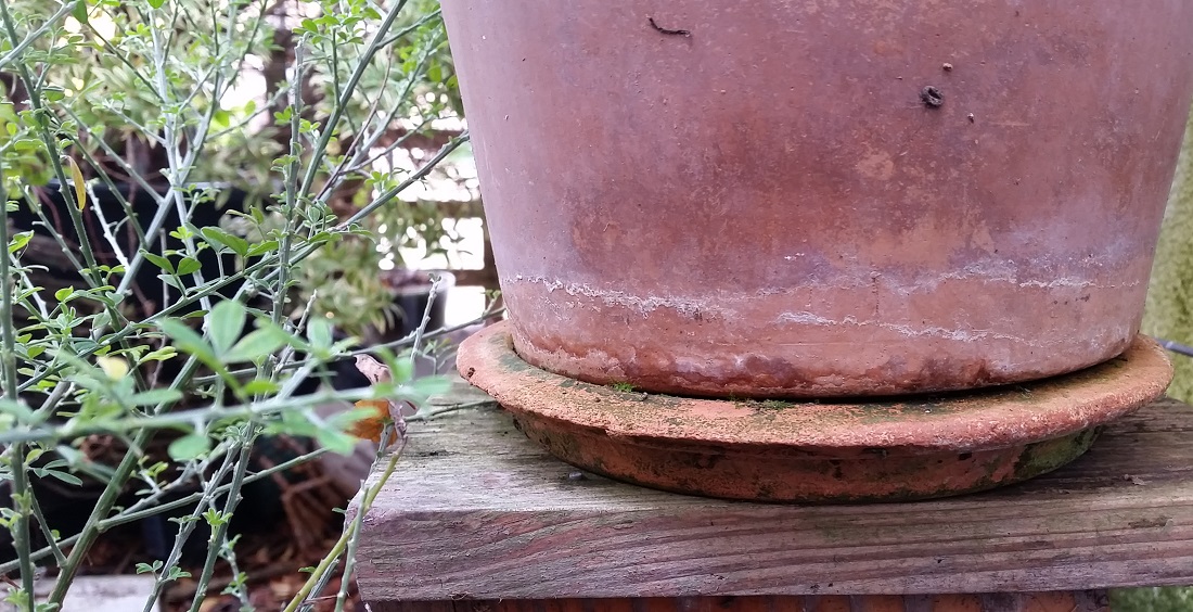 Wichtig bei Kübelpflanzen - Untersetzer im Winter entfernen © Gartenradio.fm