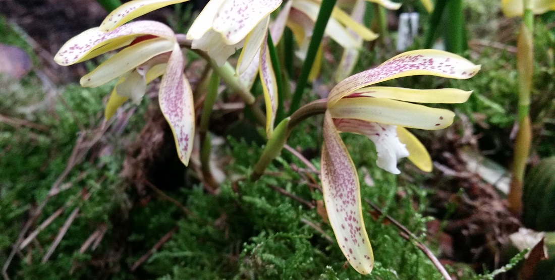 Orchideen wachsen in der Erde, auf Bäumen und Steinen © GartenRadio.fm