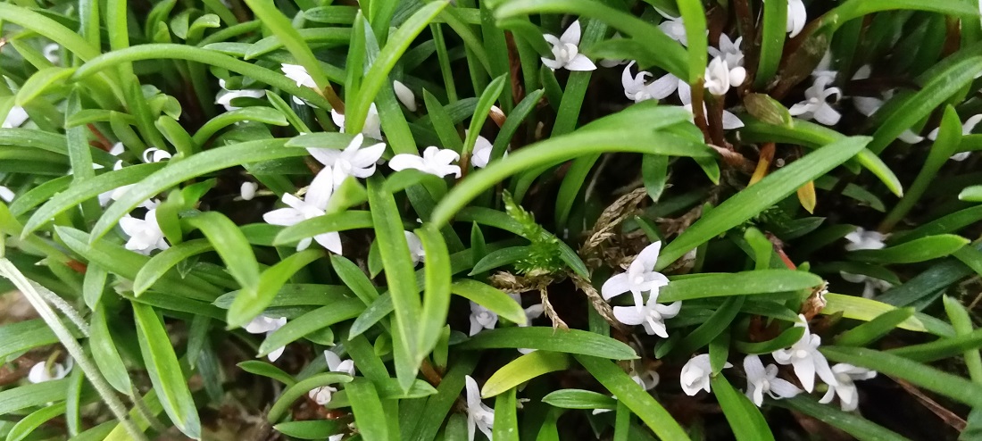 Manche Orchideen kommen unauffällig daher © GartenRadio.fm