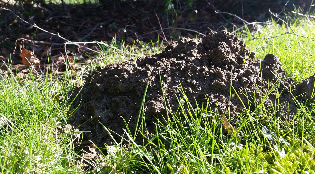 Wer Maulwürfe im Garten hat, braucht Wühlmäuse nicht zu fürchten © GartenRadio.fm