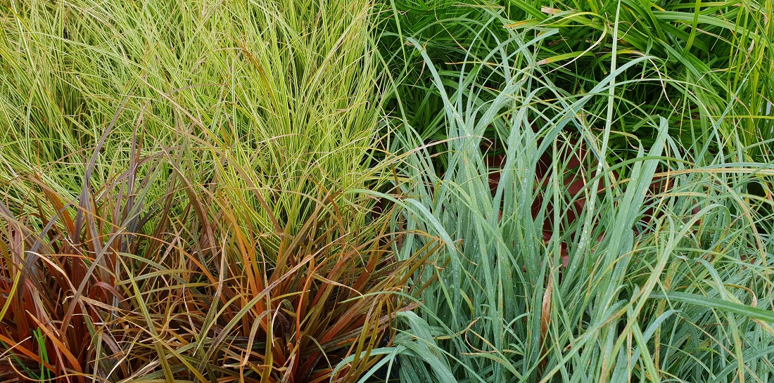 Die winterharte Segge (Carex) gibt es in vielen Farben. Sie eignet sich auch für den Balkonkasten © GartenRadio.fm balkonkasten