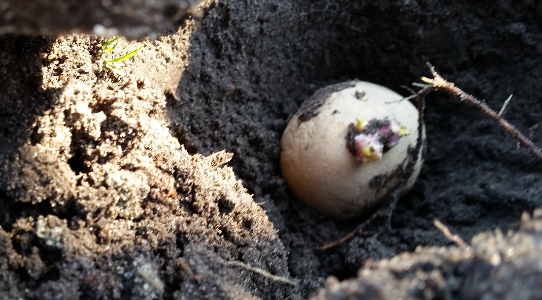 Ab 10 Grad Bodentemperatur können die Kartoffeln mit dem Keim nach oben ins Beet © GartenRadio.fm