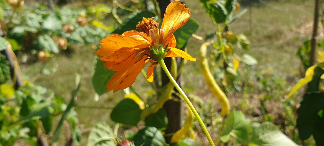 Tagetes hält die Fadenwürmer im Boden in Schach  © GartenRadio.fm