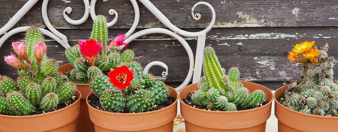 Aus Nordamerika stammen die winterharten "Sempervivem-Partner" die Opuntien  © GartenRadio.fm