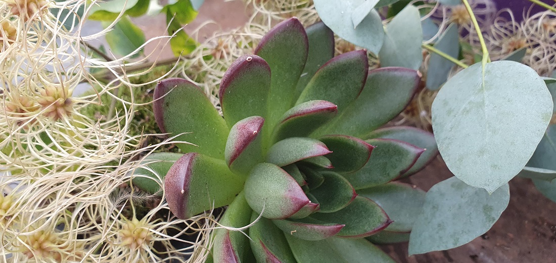 Verblühte Clematis, Echeveria und Eukalyptus verleihen Kranz und Gesteck mediterranes Flair. © GartenRadio.fm