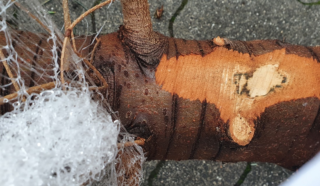 Damit ein geschlagener Baum Wasser ziehen kann und frisch bleibt, braucht er die Borke am Stamm.© GartenRadio.fm.