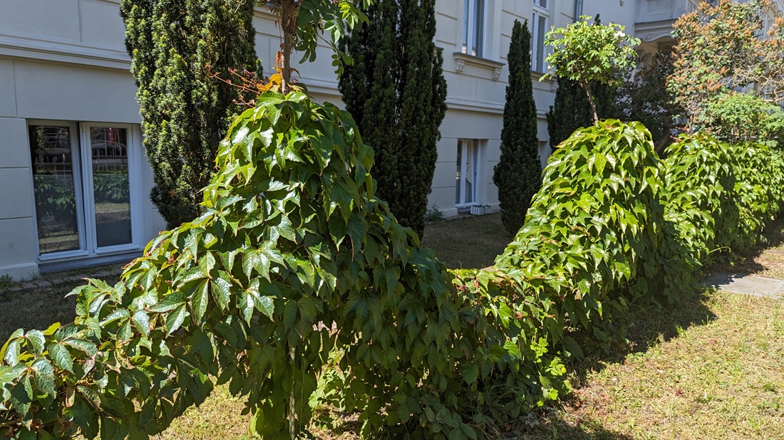 Auch Pfähle mit einer Kette verbunden, lassen sich begrünen. © GartenRadio.fm