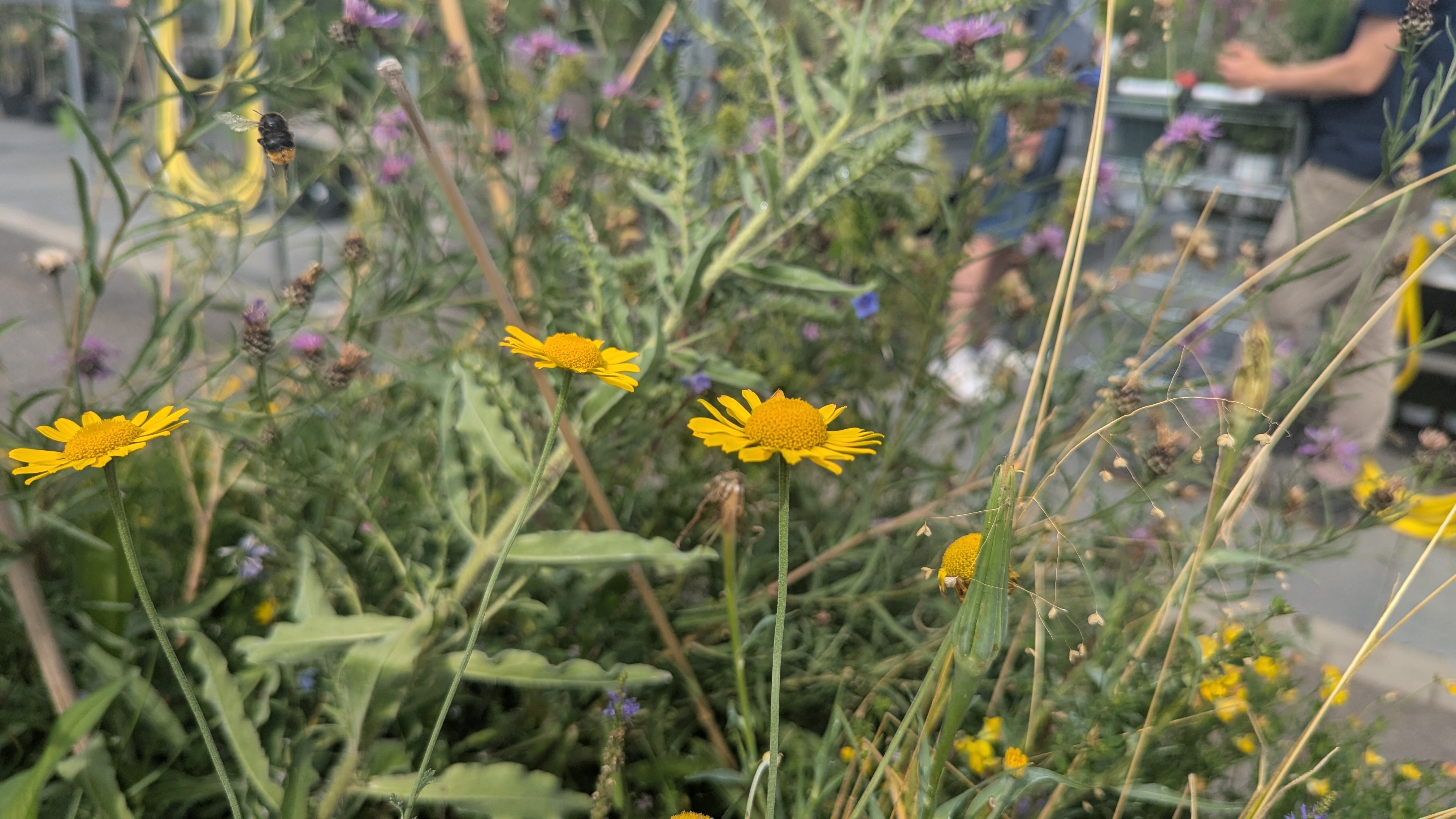 Die Färberkamille versprüht wie fast alle Wildpflanzen Wiesencharakter.