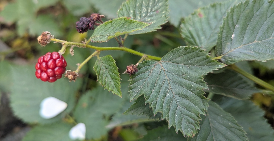 Brombeerblätter sollen Schwarzem Tee ähnlich schmecken, wenn man sie fermentiert.