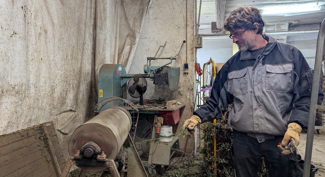 Bevor die wurzelnackten Rosen versandt werden, entlaubt man sie.