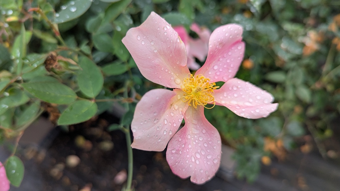 Eine Mutabilis-Blüte wechselt dreimal die Farbe.