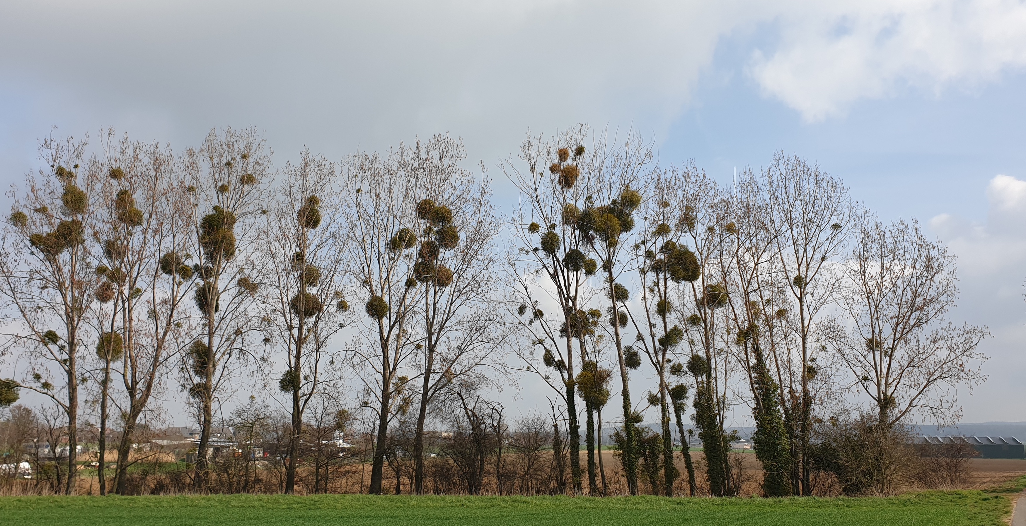 Auf Pappeln verbreiten sich Misteln besonders gern.