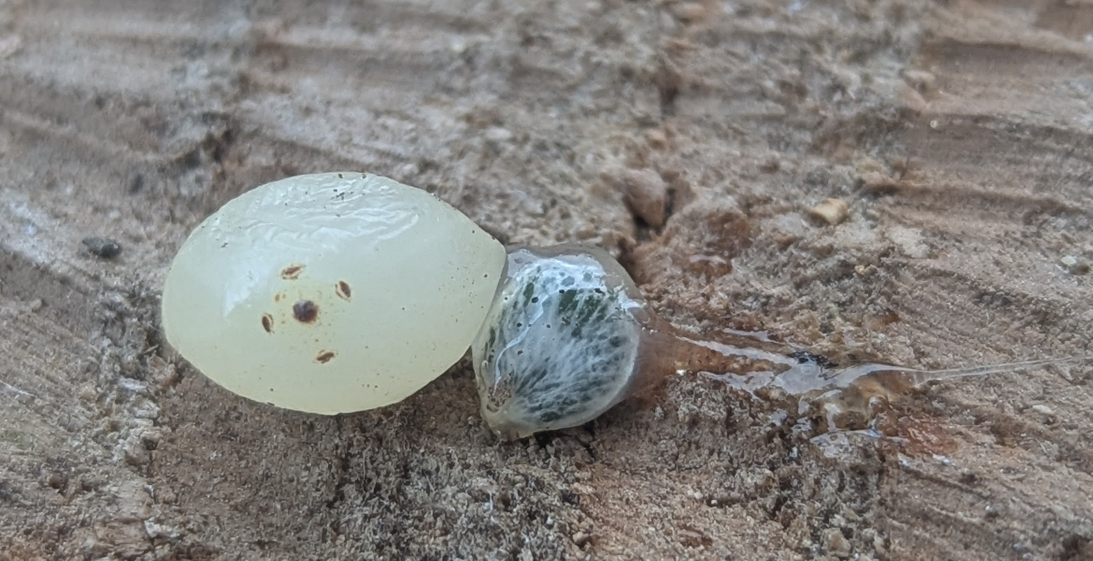 In der Beere wächst der Embryo, der sich auf Ästen festkleben lässt.