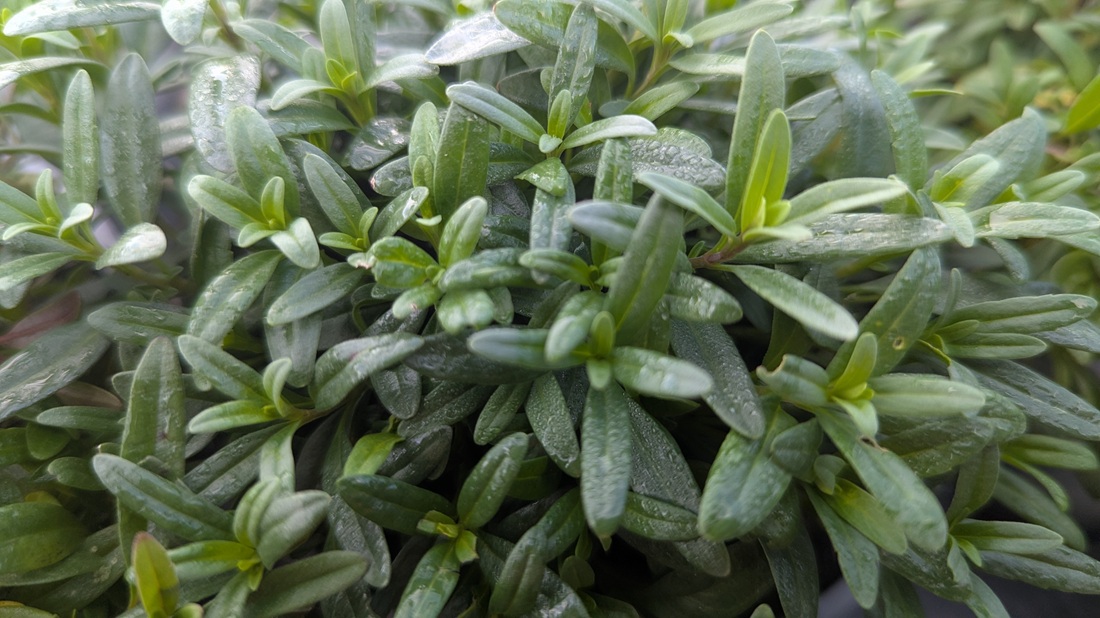 Der Ysop gehört zu den Pflanzen, die in der Bibel zu den Würzkräutern gezählt wird.