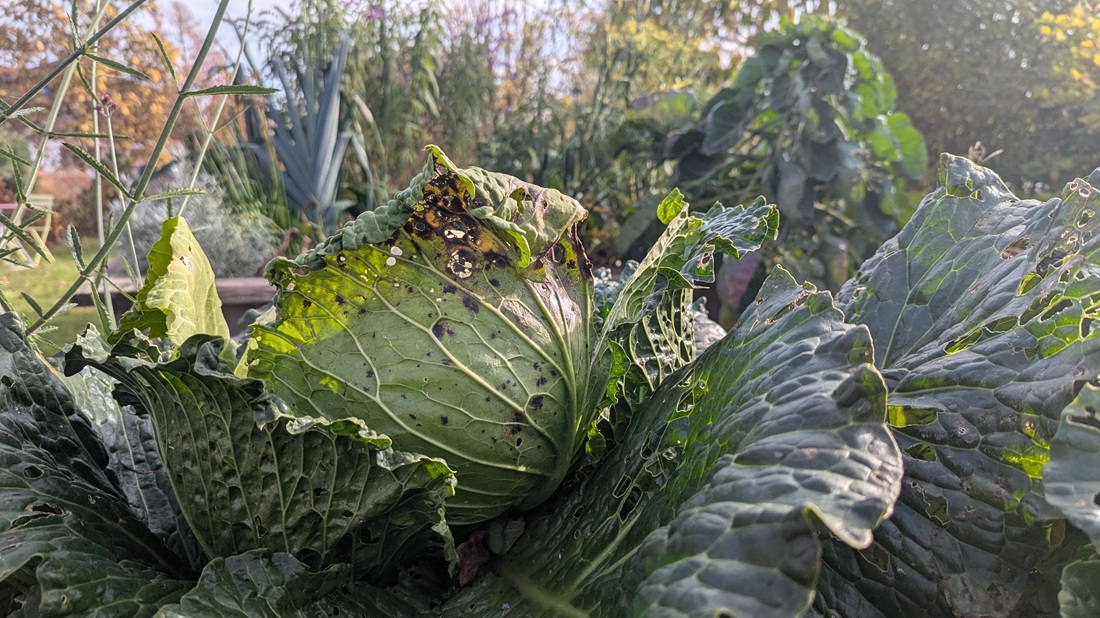 Im betriebseigenen Garten wird der Kohl mit EM behandelt und anschliessend für die Belegschaft gekocht. 