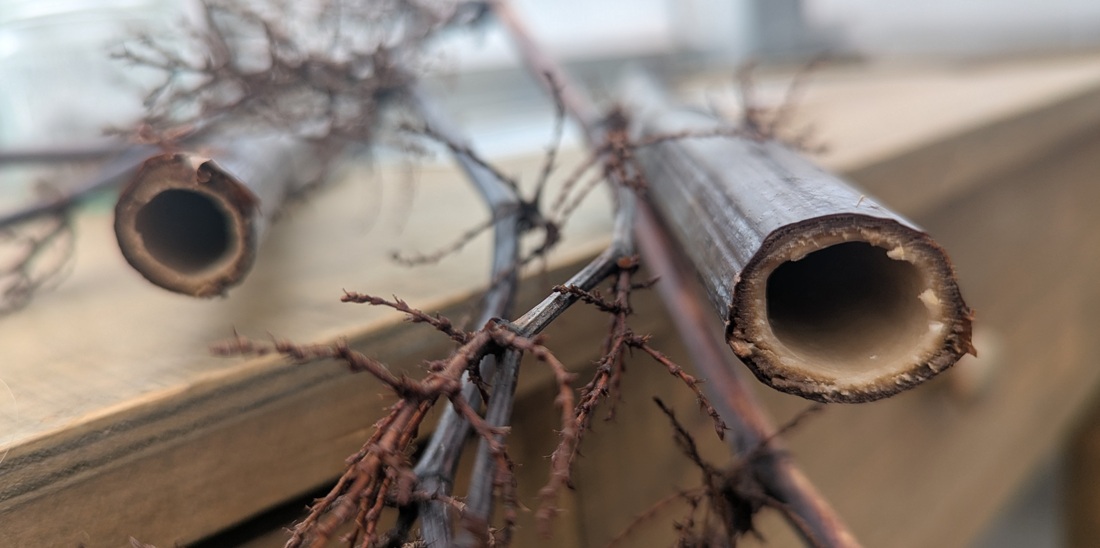 Der japanische Knöterich ist eine stark invasive Art und sollte nur über den Restmüll entsorgt werden.