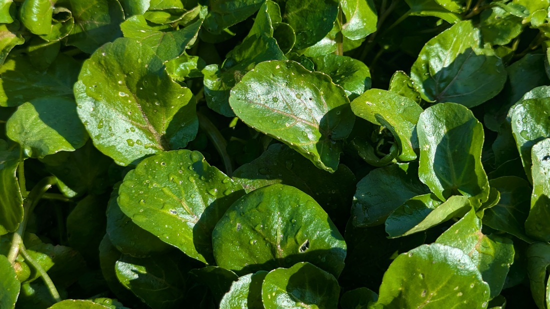Brunnenkresse (Nasturtium officinal) gilt als Superfood.