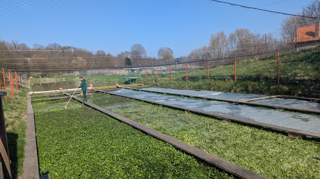 Die Kombinantion von kanalisiertem, fliessendem Quellwasser und Stegen nennt sich Klinge.