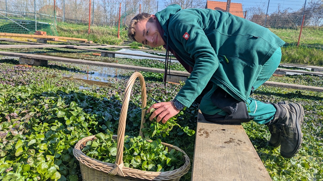Max Kaufold erntet Brunnenkresse traditionell auf den Knien.