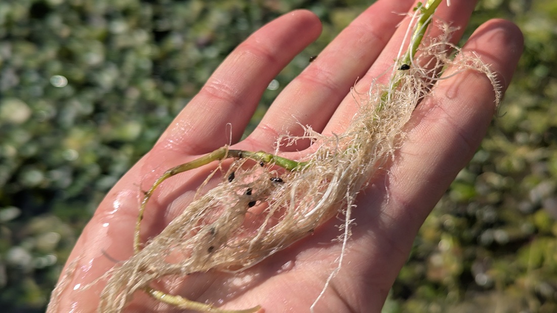 Weiße Brunnenkresse-Wurzeln (Nasturtium officinale) weisen auf exzellente Wasserqualität hin.