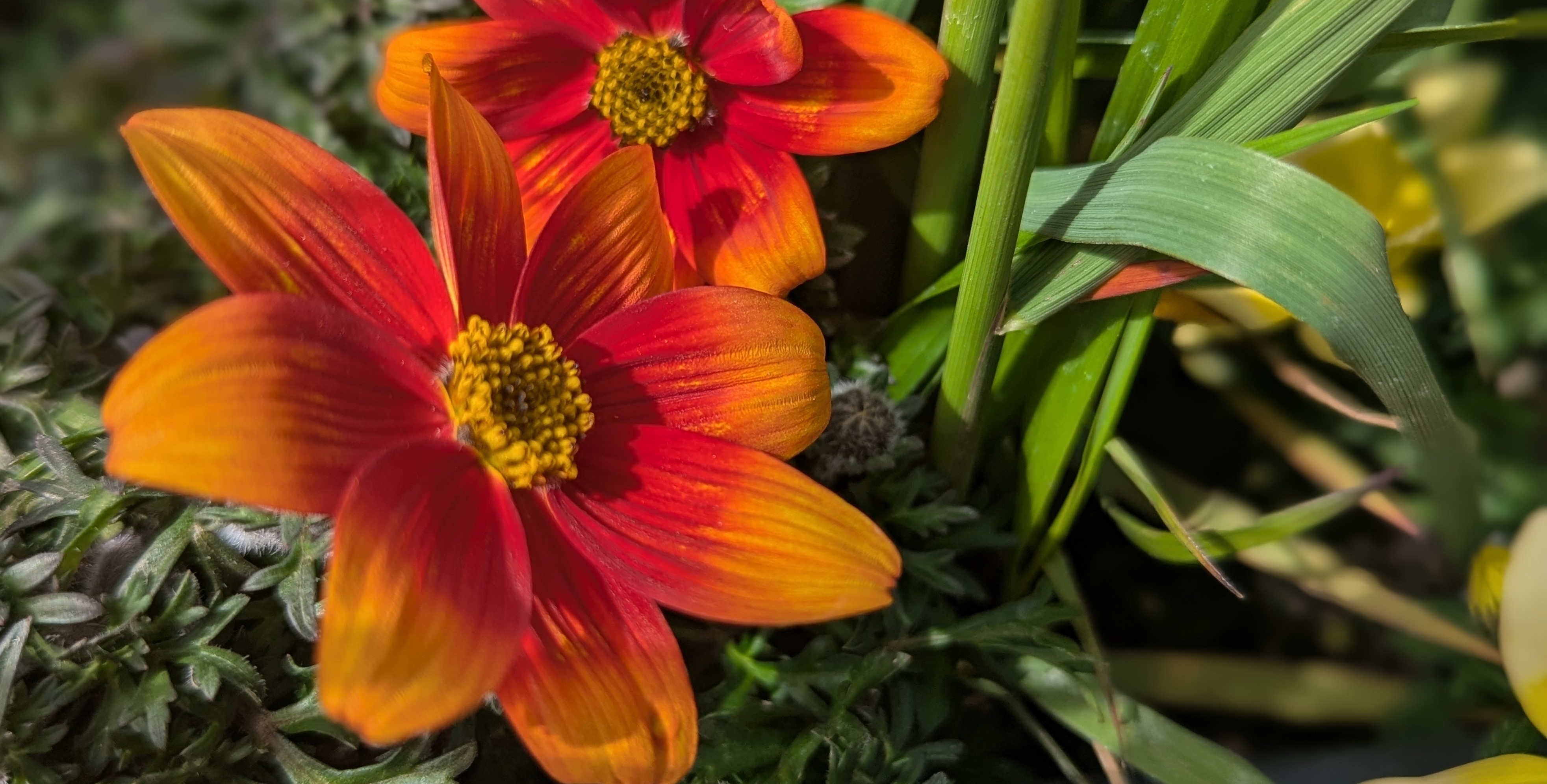 Bidens (bzw. Beedance) gehören zu den wenigen Balkonpflanzen, die insektenfreundlich sind.