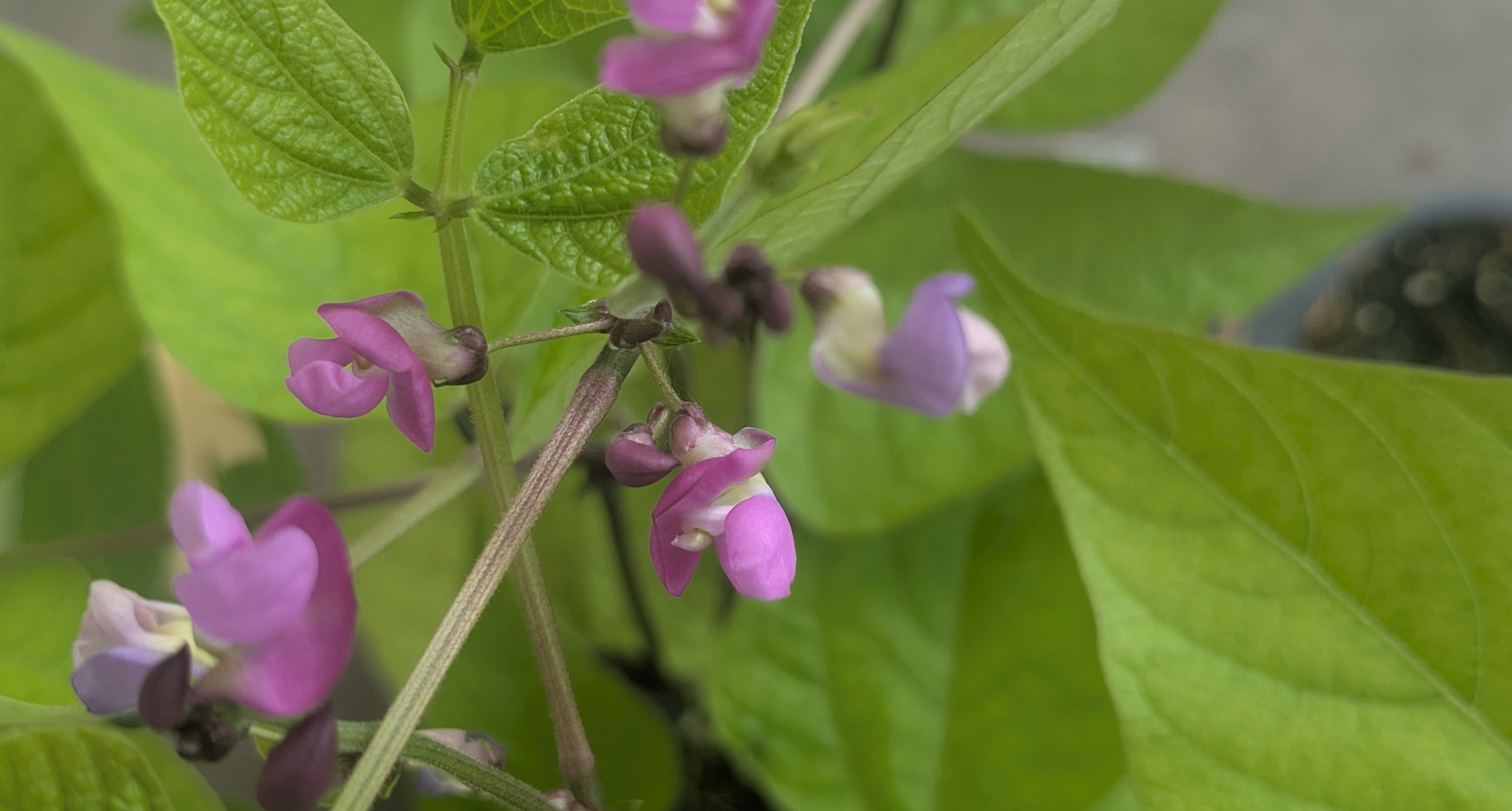 Bie allermeisten Bohnen sind Selbstbefruchter. Die Befruchtung findet in der Regel bereits in der geschlossenen Blüte statt, weshalb sie keine Insekten für die Ernte benötigen.