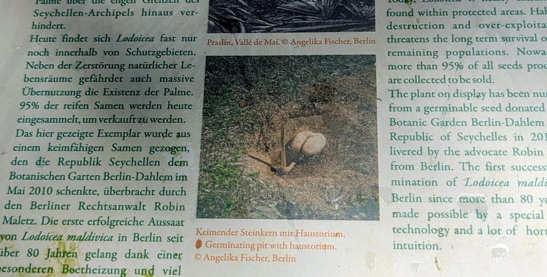 Die Steinfrüchte der Seychellen-Palme sehen aus wie ein Hintern und waren begehrte Sammlerstücke, wie die Anzeigetafel im Tropenhaus im Botanischen Garten in Berlin Dahlem zeigt. 