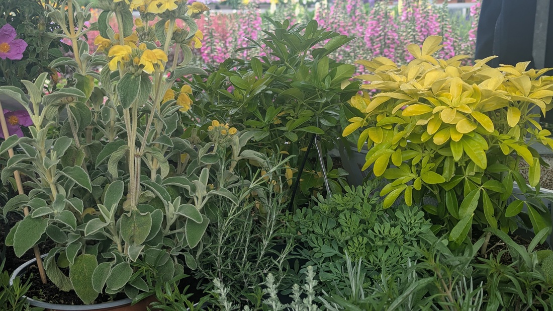 Brandkraut (Flomis) , Rosmarin, Orangenblüte (Choisya ternata), Weinraute und Wermut gehören zu den Garrigue-Pflanzen.
