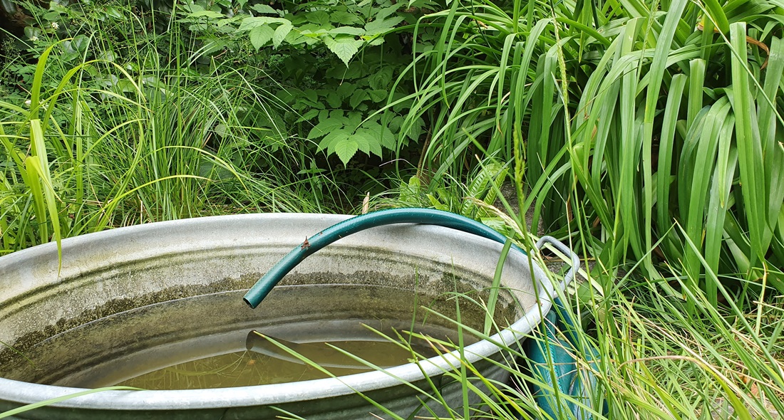 Wasserqualität und Wassertemperatur spielen eine Rolle für das Wohlbefinden der Pflanzen.