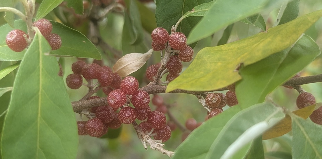 Die Beeren der Ölweide lassen sich im Salat verwenden.