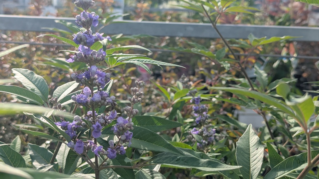 Der Mönchspfeffer (Vitex agnus-castus latifolia) ist ein schnitttolerantes Gehölz, das den Herbst mit blauen Blüten übersät.