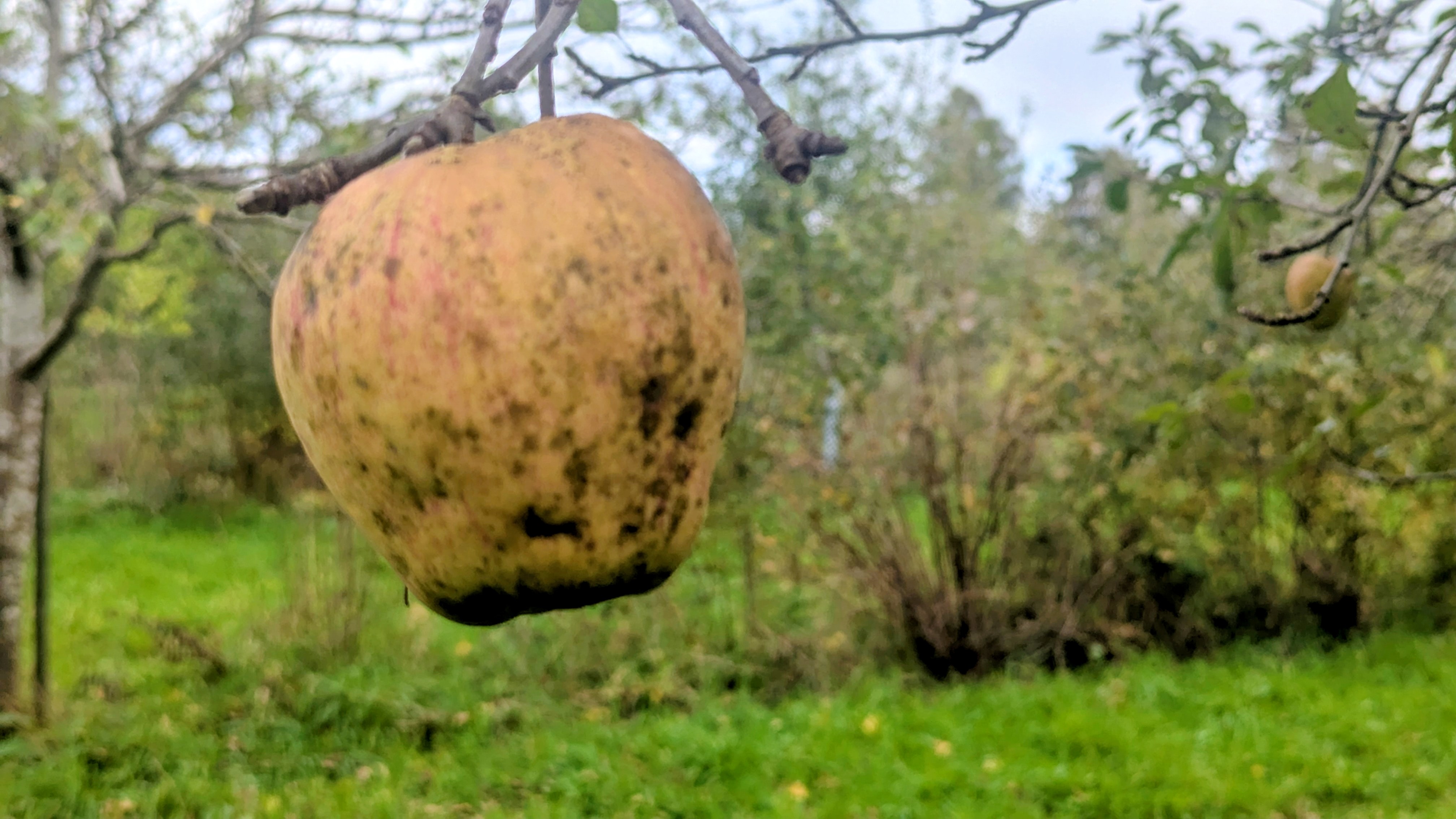 Der Finkenwerder Herbstprinz ( leider habe ich ihn nicht richtig getroffen.)