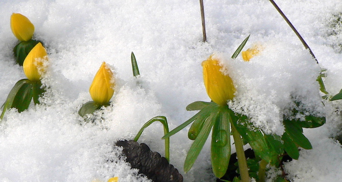 Winterlinge im Schnee © GartenRadio.fm