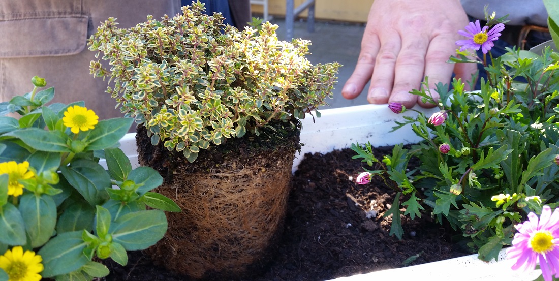 Als Faustregel gilt: ca. 20 cm Platz braucht die  Pflanze © GartenRadio.fm