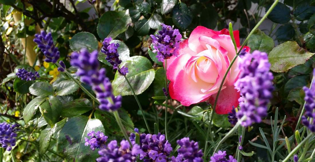 Falsche Freunde: Rose und Lavendel © Gartenradio.fm