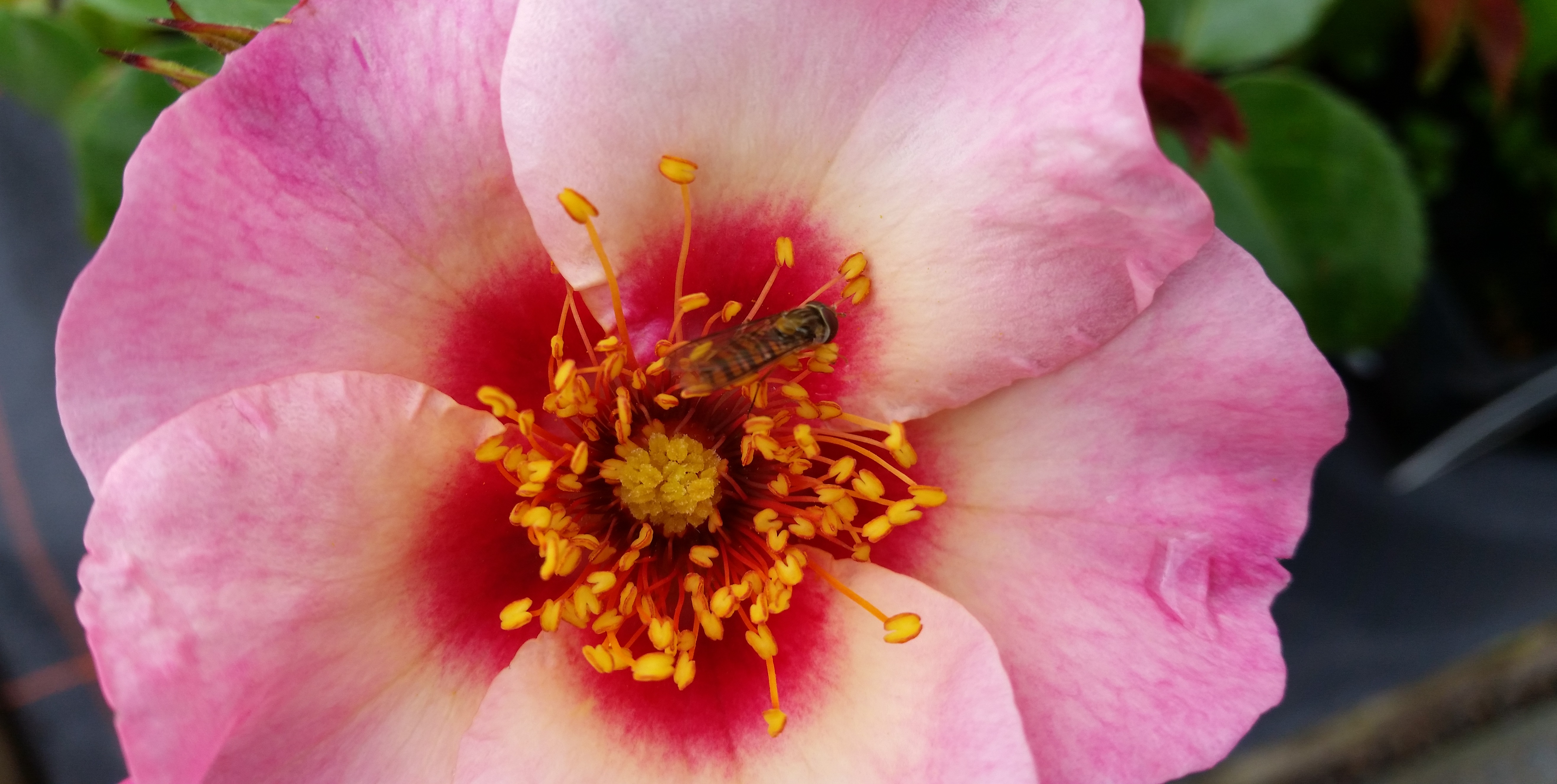 Insekten mögen Wildrosen © Gartenradio.fm