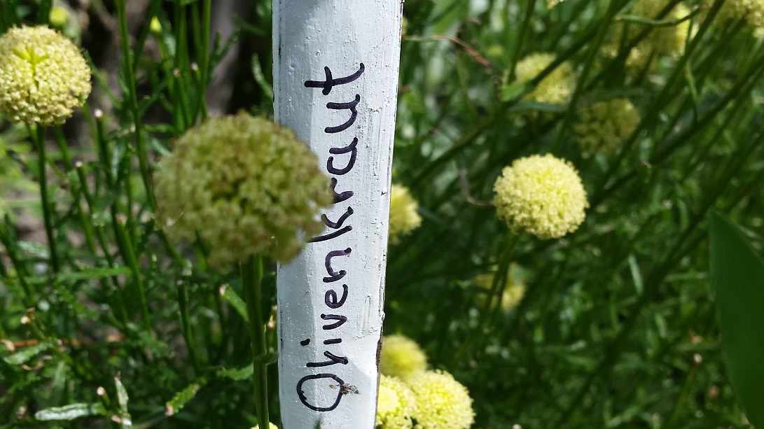 Beschriftete Eschenstecken bringen Klarheit ins Kräuterbeet © Gartenradio.fm