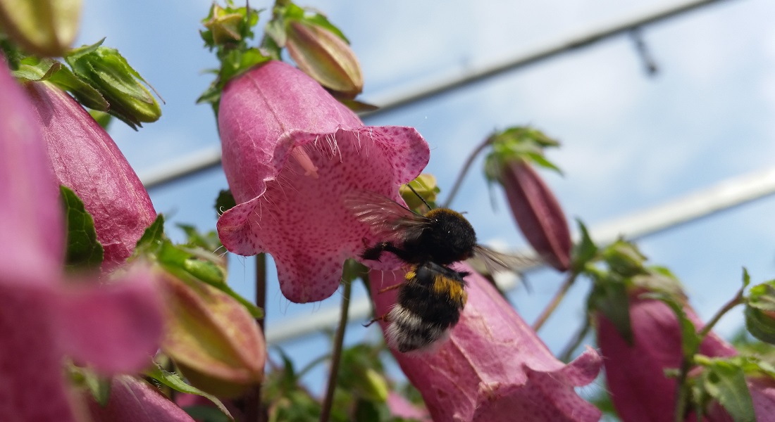 Die Japanische Glockenblume ist ein gefundenes Fressen für Hummeln, Honigbienen und Wildbienen © Gartenradio.fm