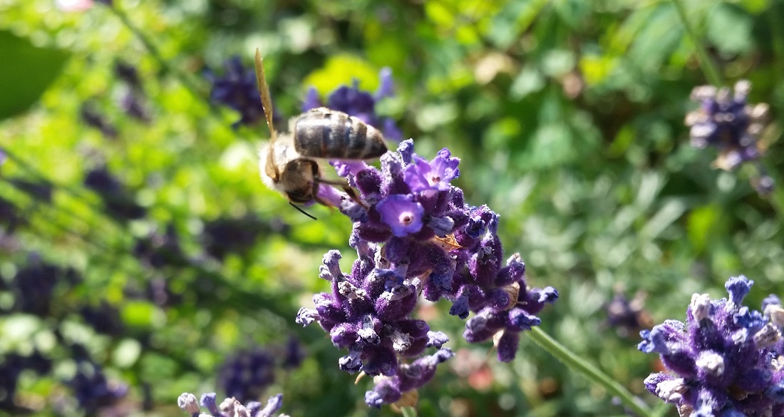 Bienen und Lavendel - ein gute Mischung © Gartenradio.fm