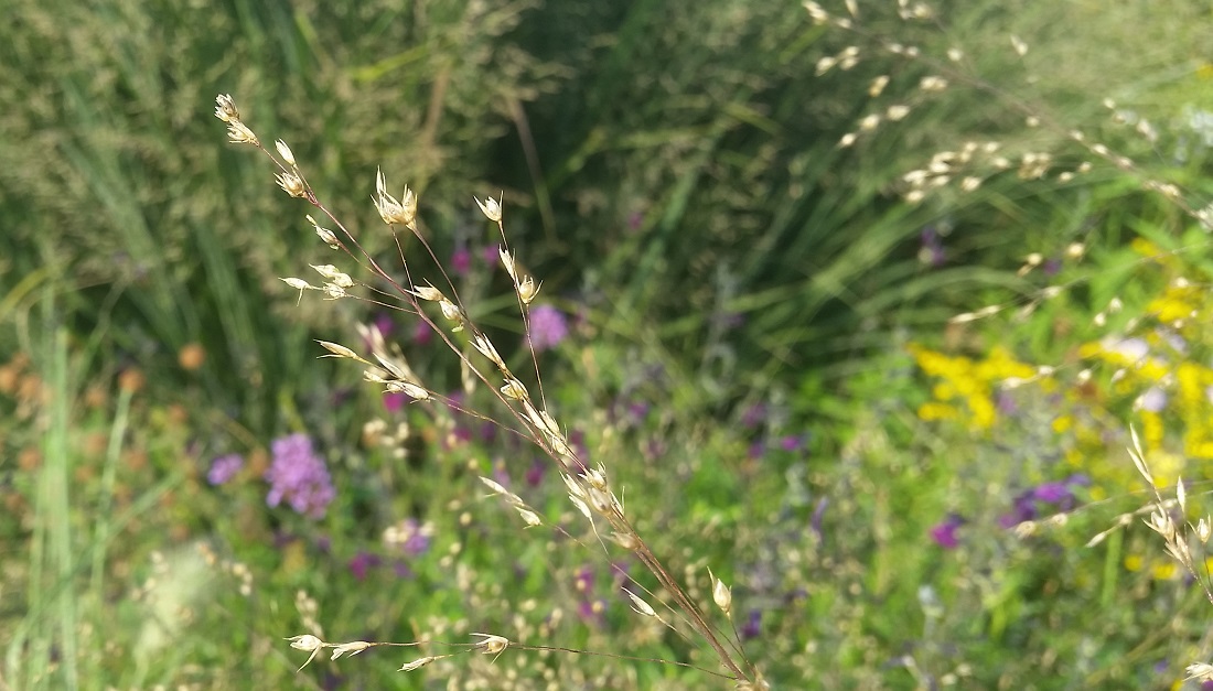 Zartes Gras mit schönem Namen - das Prärietropfengras © Gartenradio.fm
