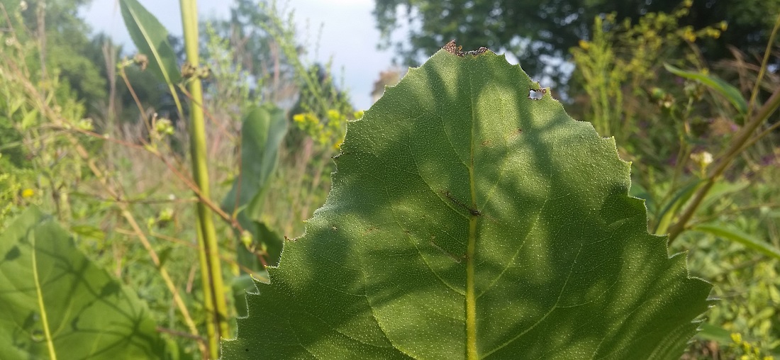 So rau wie Schmirgelpapier- die Blattunterseite der Kompasspflanze © Gartenradio.fm