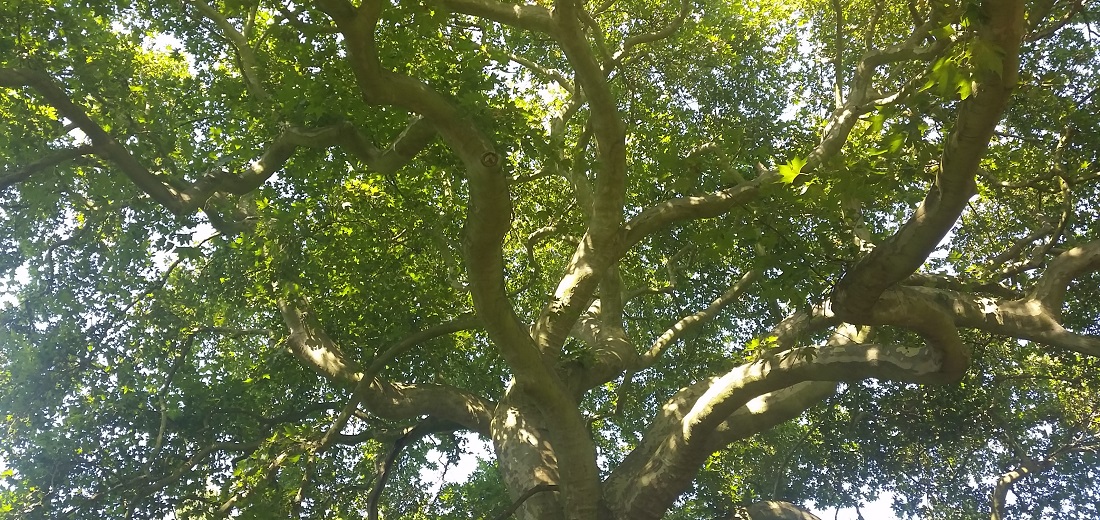 Unter dem Sycamore-Tree, Shakespears Liebesbaum © Gartenradio.fm