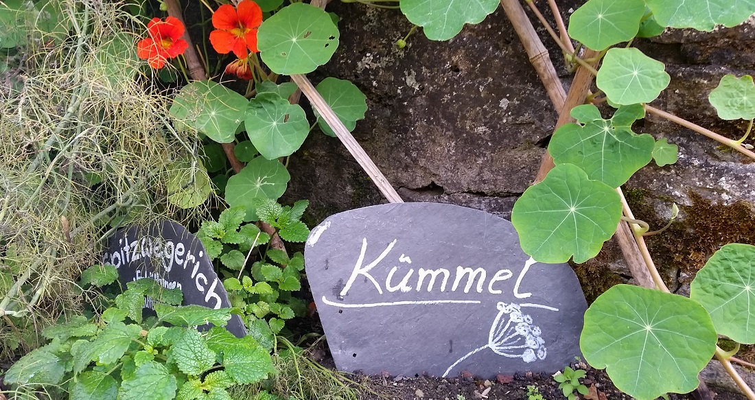 Auch im Klostergarten Oberzell hat der Kümmel einen Platz © Gartenradio.fm