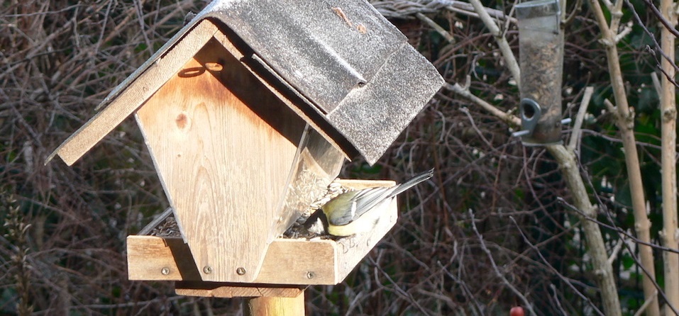 Futterspender sind besonders gut für die Vogelfütterung geeignet © Gartenradio.fm