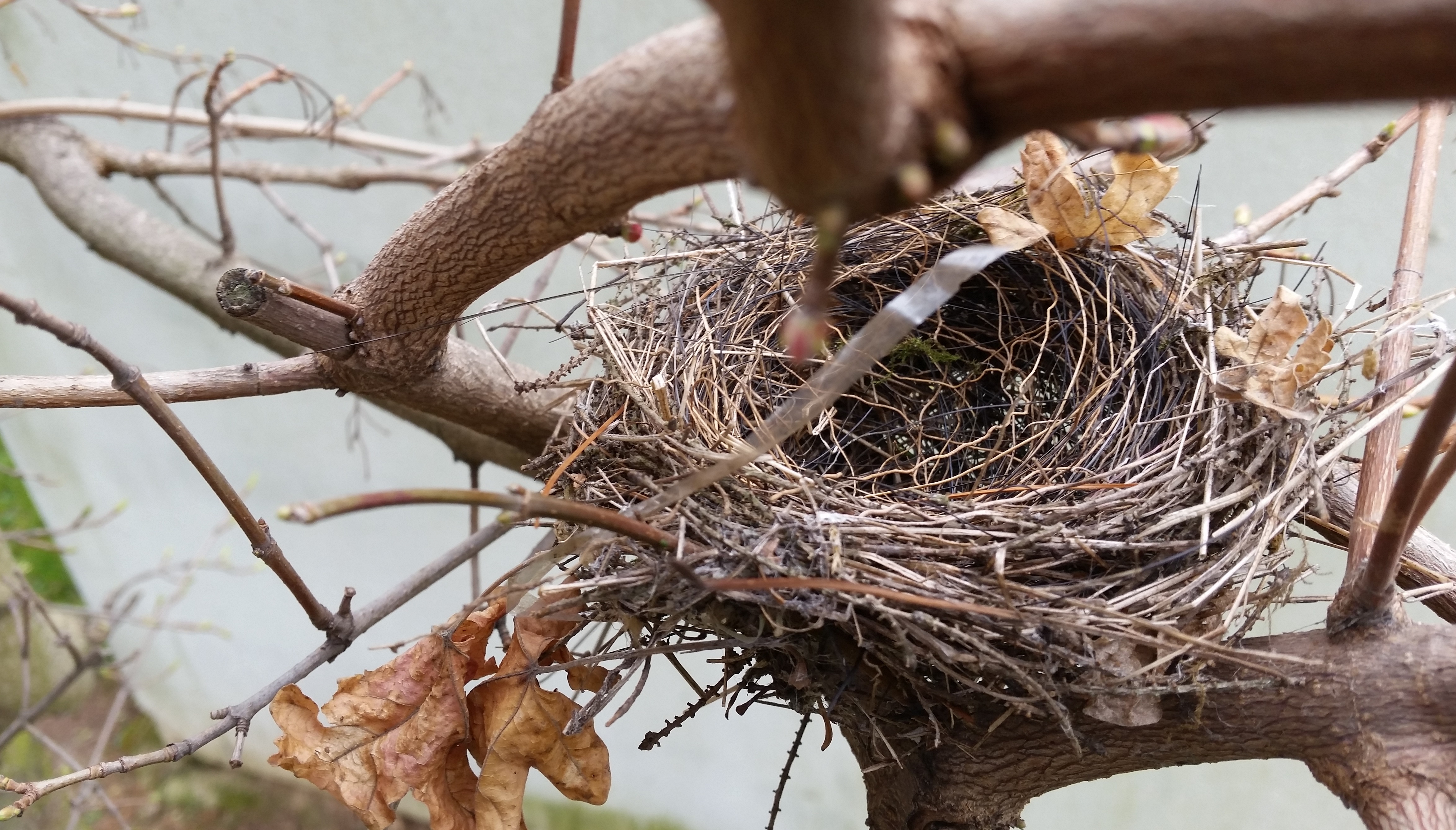 Noch ist das Nest unbewohnt © Gartenradio.fm